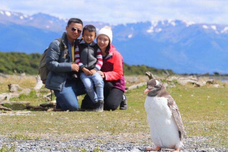 Pinguinera Terrestre