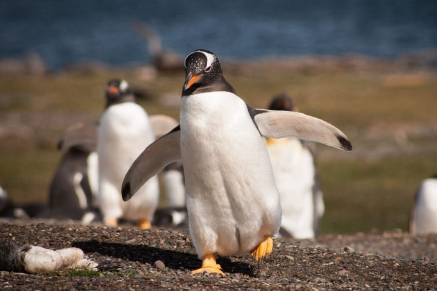 Pinguinera Terrestre