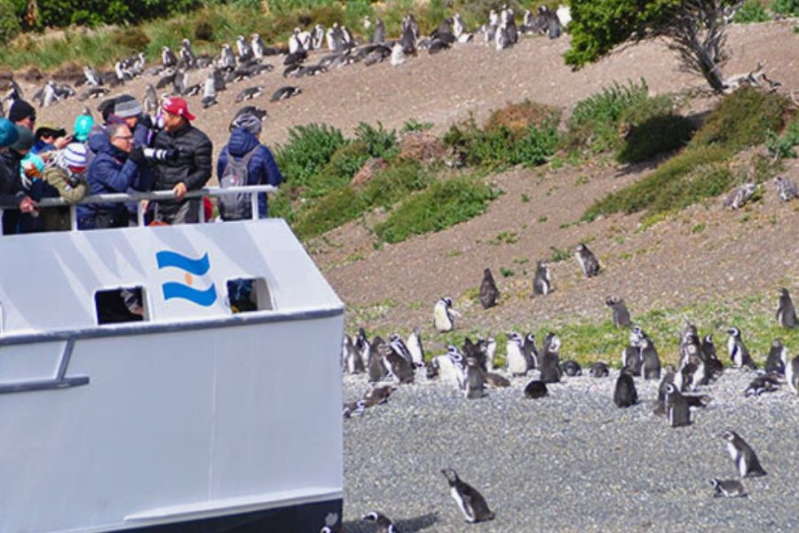 COMBO 4 – 3 Must-Sees + Penguin Watching