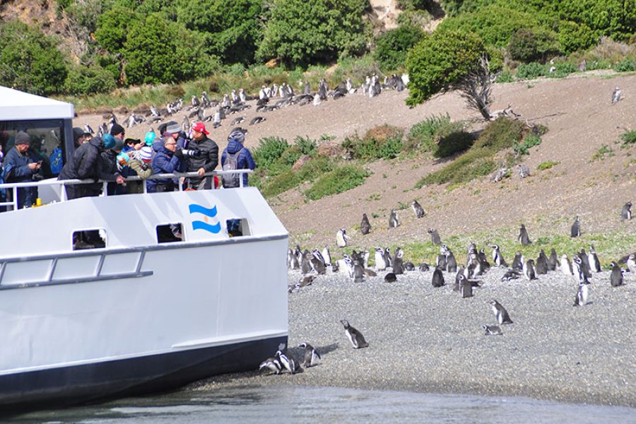 Navegación + Isla de Pingüinos