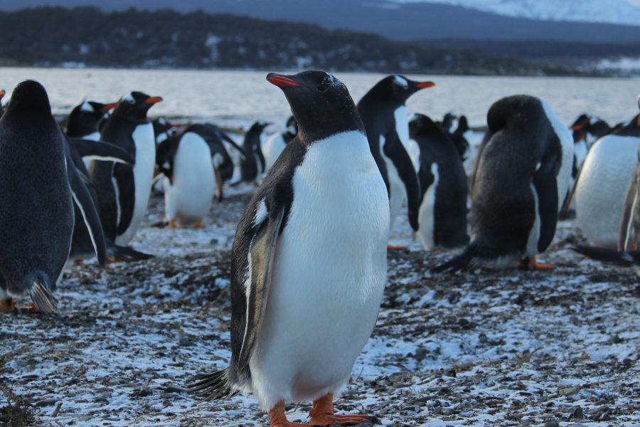 Caminhe com pinguins